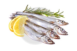 Raw fish capelin and a branch of rosemary, lemon slices isolated on white background