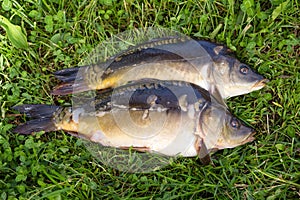 Raw fish carp