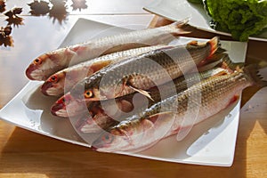 Raw fish close up. Longnose gudgeon, Chinese lizard gudgeon