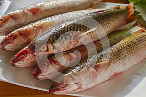 Raw fish close up. Longnose gudgeon, Chinese lizard gudgeon