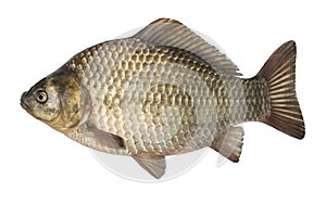 Raw fish crucian carp isolated on the white background, isolated