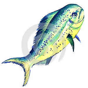 Raw fish dorado isolated, watercolor illustration on white photo