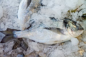 Raw fish on fish market near restaurant