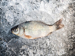 Raw fish after fishing on crash ice. Winter fishing. Just trapped fish lies on ice. Russia.