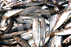 Raw fish fresh catch from sea