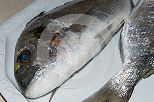 Raw fish Gilt-head bream photo