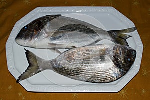Raw fish Gilt-head bream photo