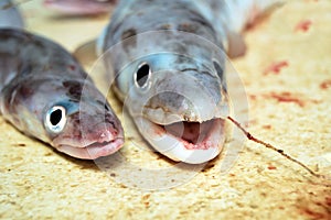 Raw Fish Heads