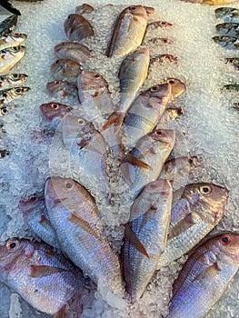 Raw fish on ice for sale at showcase in the supermarket