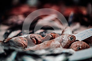 Raw fish in the ice on the stall of street market