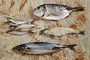 Raw Fish Mix of Capelin, Mackerel, Dorado, Sardinella