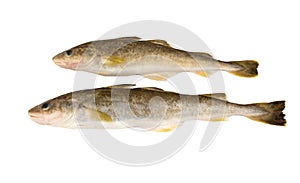 Raw fish. Navaga fish. Saffron cod.