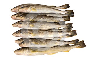 Raw fish. Navaga fish. Saffron cod.