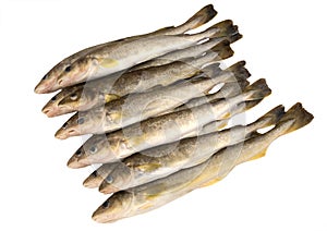 Raw fish. Navaga fish. Saffron cod.