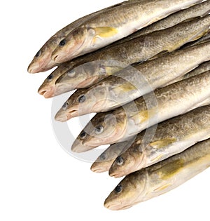 Raw fish. Navaga fish. Saffron cod.