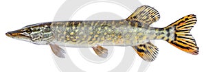 Raw fish pike isolated. Freshwater alive river fish with scales. Side view