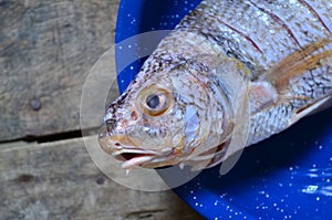 Raw fish ready for cooking