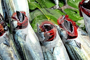 Raw fish scomber with splayed gills photo