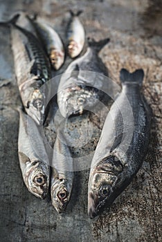 Raw fish. Sea bream, sea bass, mackerel and sardines on dark background. Lemon and herbs near the fishes