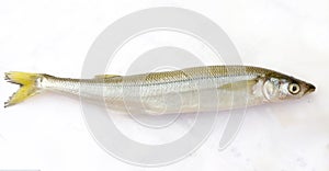 Raw fish smelt