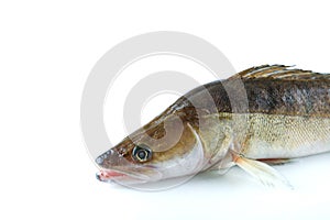 Raw fish is on white background.