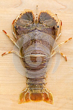 Raw Flathead lobster, Lobster Moreton Bay bug, Oriental flathead
