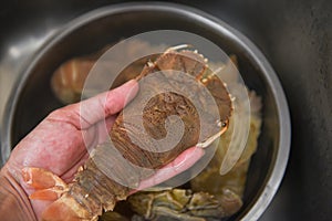 Raw flathead lobster shrimps on hand, fresh slipper lobster flathead for cooking food, Rock Lobster Moreton Bay Bug
