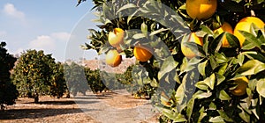 Raw Food Fruit Oranges Ripening Agriculture Farm Orange Grove