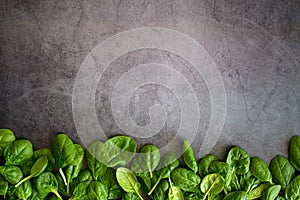 Raw fresh baby spinach leaves in bowl on grey background. Frame made of spinach background. Top view healthy leaf