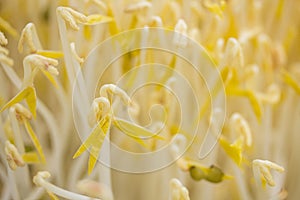 Raw fresh beansprouts