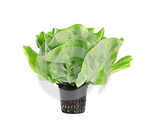 Raw fresh boston lettuce salad or butterhead isolated on white