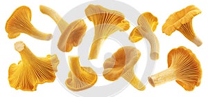 Fresh chanterelle mushrooms isolated on white background