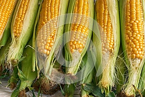 Raw fresh corn for boiling at market stall photo