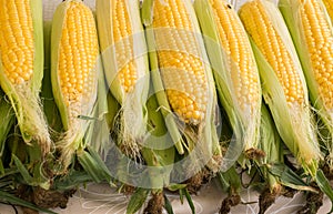 Raw fresh corn for boiling at market stall photo