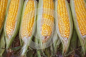 Raw fresh corn for boiling at market stall photo