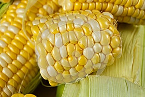 Raw fresh corn cobs with vibrant yellow kernels close-up