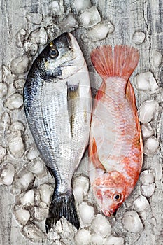 Raw fresh dorada and red tilapia fish on ice. Culinary seafood background. Top view, still life