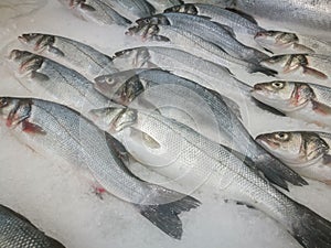 Raw Fresh Fish Chilling on Bed of Cold Ice in Seafood Market Stall. Fish on ice in supermarket