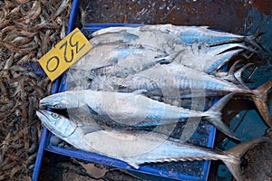 Raw Fresh Fish Chilling in Seafood Market Stall