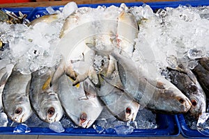 Raw Fresh Fish in market