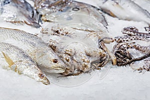 Raw and fresh fish and octopus on ice, supermarket counter