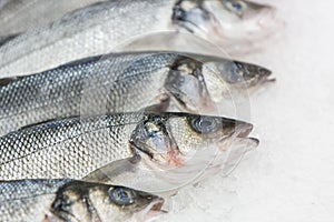 Raw, fresh frozen fish on the supermarket counter.
