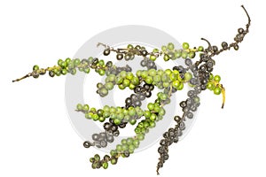 Raw Fresh green and black pepper isolated on white