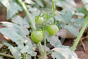 Raw fresh green tomato fruit growing on tomato crop