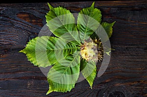 Raw fresh inshell chestnut with green and yellow leaves on wooden background. autumn composition. Horse chestnuts, Aesculus