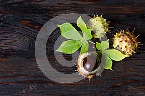 Raw fresh inshell chestnuts with green and yellow leaves on wooden dark background. autumn composition. Horse chestnuts