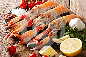 Raw fresh Nephrops norvegicus, Norway lobster, Dublin Bay prawn, langoustine or scampi close-up with ingredients. horizontal
