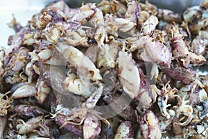 raw fresh salted squid or salted cuttle fish.heap of salted squid