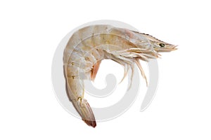 Raw fresh shrimp or prawn isolated on a white background