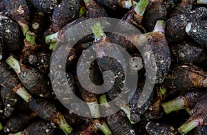 Raw fresh taro pile . Group of stcking raw Taro Yautia Lila, close-up fresh japanese taro in fresh market. photo